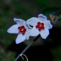 <i>Hoya pauciflora</i>  Wight